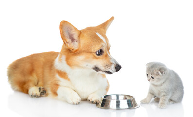 A corgi dog sits next to a small gray kitten and looks into an empty bowl in front of them. Isolated on white background
