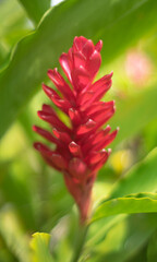 heliconia flor tropical
