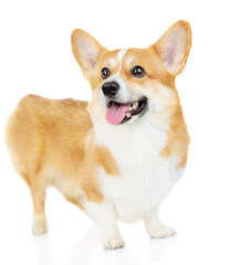cute welsh corgi puppy looking up on a white background