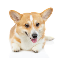 A red-haired corgi dog stands and looks sideways to the camera and looks away. Isolated on white background
