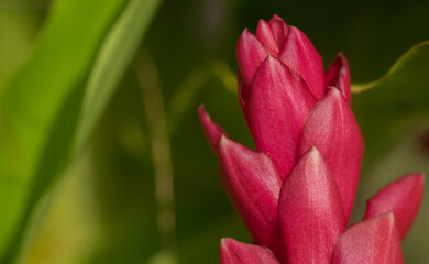 heliconia flor tropical