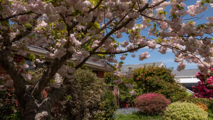 New Zealand Christchurch Spring