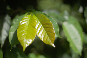 Hoja de planta de caf&eacute;