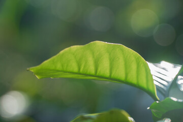 Hoja de planta de caf&eacute;