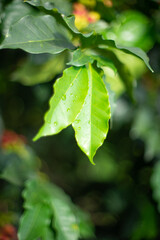 Hoja de planta de café