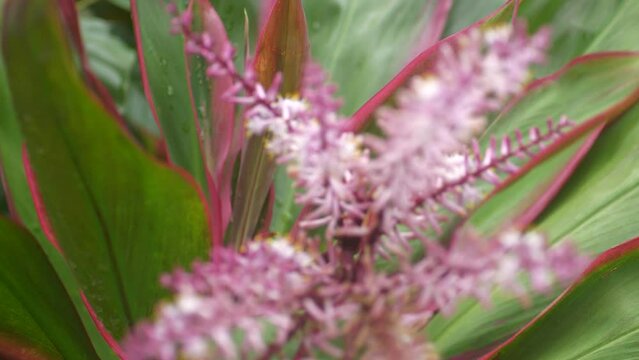 Bee flies into purple flower blowing in the wind in Big Island Hawaii ti plant