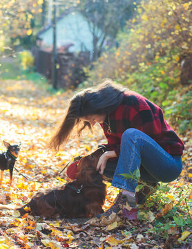 Process Of Walking With Two Dogs In A Countryside Park, Joy Of Having Multiple Dogs, Girl Playing With Dachshund And Toy Terrier, In Autumn Fall Sunny Day With, Happy Pet Dog Owner