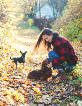 Process Of Walking With Two Dogs In A Countryside Park, Joy Of Having Multiple Dogs, Girl Playing With Dachshund And Toy Terrier, In Autumn Fall Sunny Day With, Happy Pet Dog Owner