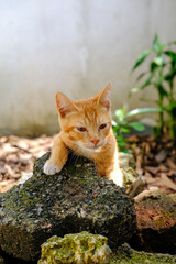 kitten playing in the yard, orange kitten, orange cat