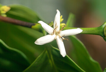 flor de caf&eacute;