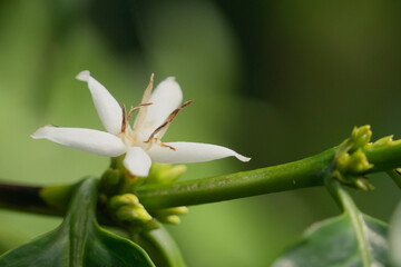 flor de café
