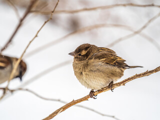 Sparrow sits on a branch without leaves.