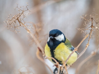 Cute bird Great tit, songbird sitting on a branch without leaves in the autumn or winter.