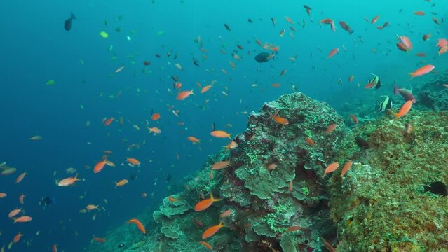Tropical fish and corals on a tropical reef in Nusa Penida Bali