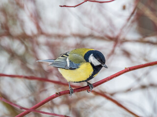 Cute bird Great tit, songbird sitting on a branch without leaves in the autumn or winter.