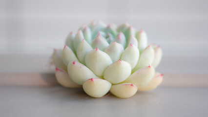 Succulent (Echeveria, crassula, aeonium, cotyledon, lithops, kalanchoe, caudex, etc)