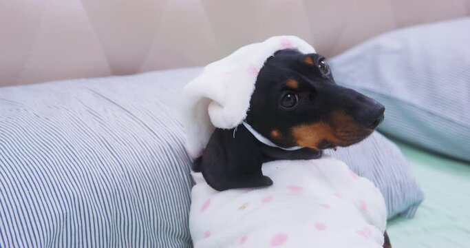 Want sleep too lazy get up. Puppy lies in bed in pajamas nightcap tries awake get up after alarm clock waves its paw goes to sleep. Try to wake up small dog, he kicks funny turns away to doze