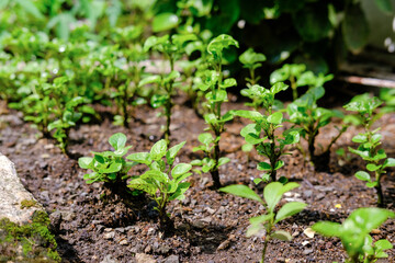 grow Brazilian spinach at home, Brazilian spinach homegarden, Alternanthera sissoo