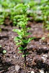 grow Brazilian spinach at home, Brazilian spinach homegarden, Alternanthera sissoo