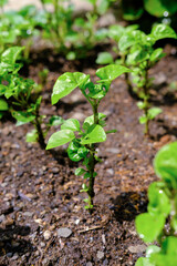 grow Brazilian spinach at home, Brazilian spinach homegarden, Alternanthera sissoo