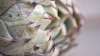 Fototapeta premium Succulent (Echeveria, crassula, aeonium, cotyledon, lithops, kalanchoe, caudex, etc)