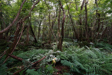 mossy rocks and old trees in wild forest

