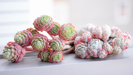 Succulent (Echeveria, crassula, aeonium, cotyledon, lithops, kalanchoe, caudex, etc)