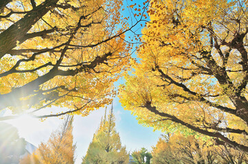 神宮外苑イチョウ並木