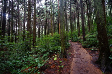 mossy cedar woods and path