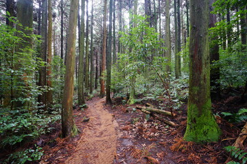 mossy cedar woods and path