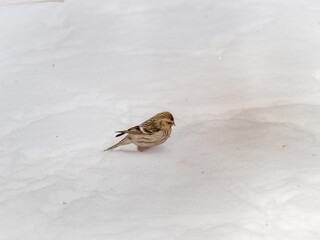 Common redpoll female, cute bird with bright red patch on its forehead sits on white snow in sunny spring day.