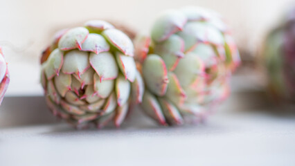 Succulent (Echeveria, crassula, aeonium, cotyledon, lithops, kalanchoe, caudex, etc)