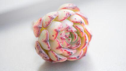 Succulent (Echeveria, crassula, aeonium, cotyledon, lithops, kalanchoe, caudex, etc)