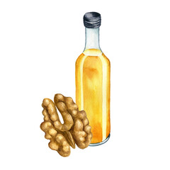 watercolor drawing wallnut oil, glass bottle and nut, hand drawn illustration