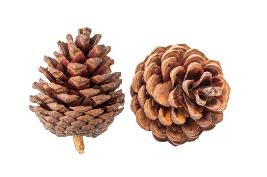 Pine cone on transparent png