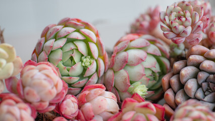 Succulent (Echeveria, crassula, aeonium, cotyledon, lithops, kalanchoe, caudex, etc)