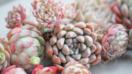 Fototapeta premium Succulent (Echeveria, crassula, aeonium, cotyledon, lithops, kalanchoe, caudex, etc)