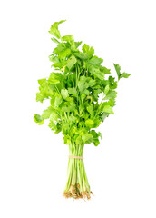 Celery isolated on transparent png