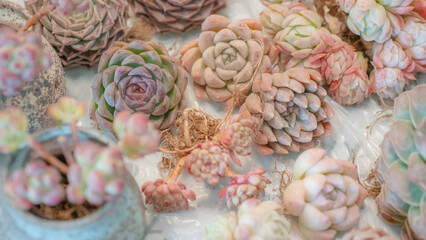 Succulent (Echeveria, crassula, aeonium, cotyledon, lithops, kalanchoe, caudex, etc)