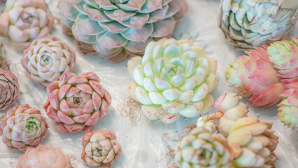 Succulent (Echeveria, crassula, aeonium, cotyledon, lithops, kalanchoe, caudex, etc)