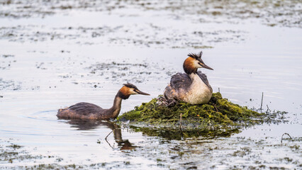 A pair of water birds, Great Crested Grebe, feeding chick at nest.