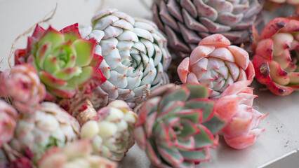 Succulent (Echeveria, crassula, aeonium, cotyledon, lithops, kalanchoe, caudex, etc)