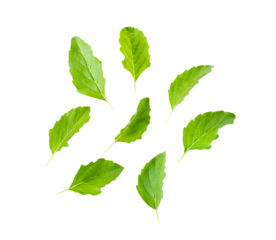 Holy basil leaf isolated on transparent png