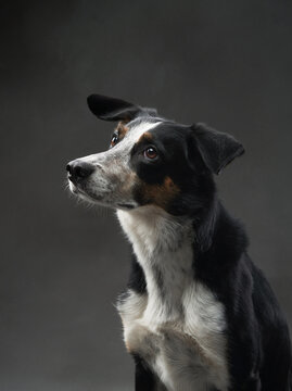 funny dog on gray background. Happy border collie in the studio. pet portrait