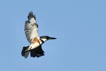 Female Belted Kingfisher in Flight