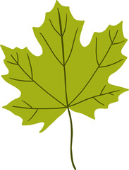 simplicity maple freehand drawing flat design.