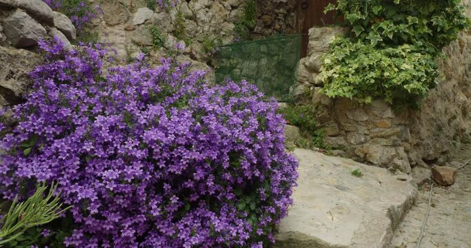 Campanula Muralis With Tiny Dark Purple Flowers Growing In Stone Walls Along The Street Of Saint Agnes Village In The Alpes-Maritimes Near Menton On The French Riviera. - Closeup Shot