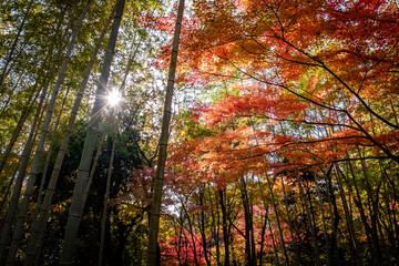 晴れの日の美しい日本の紅葉　滋賀県大津市びわこ文化公園