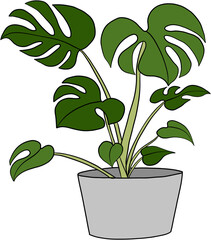 monstera plant freehand drawing flat design.