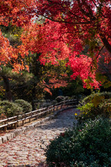Fototapeta na wymiar 晴れの日の美しい日本の紅葉　滋賀県大津市びわこ文化公園
